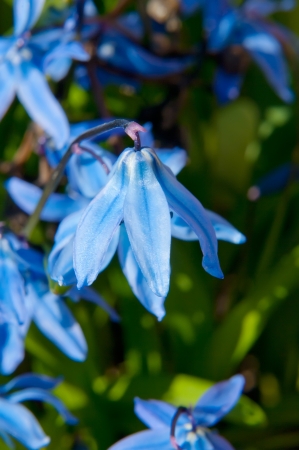 The first flower of the spring - scilla siberica
