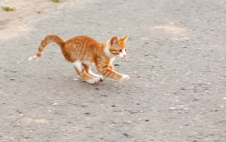 Red little kitten play on road on sunny day on summerの写真素材