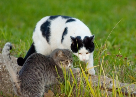 Two cats friend on a backyard lown