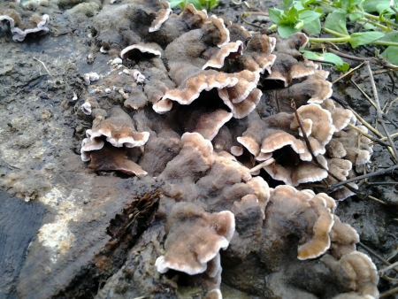 Mushroom on stumpの素材