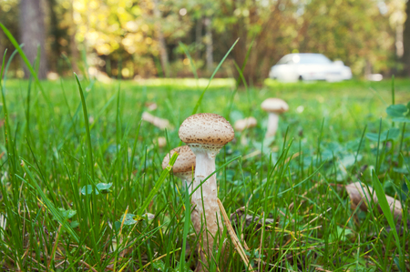 Mushrooms on car backroundのeditorial素材