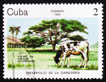 MOSCOW, RUSSIA - FEBRUARY 19, 2017: A post stamp printed in CUBA shows a Pastos artificiales cow,  circa 1984のeditorial素材