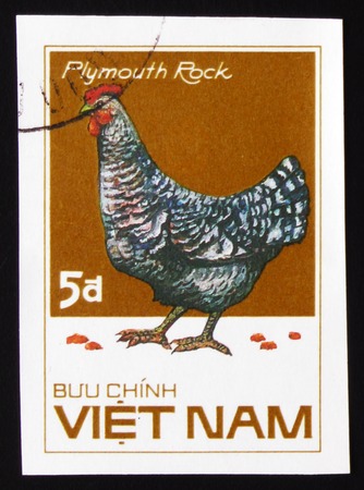 MOSCOW, RUSSIA - FEBRUARY 19, 2017: A stamp printed in Vietnam shows Plymouth Rock chicken, series Chicken Breeds, circa 1985の写真素材