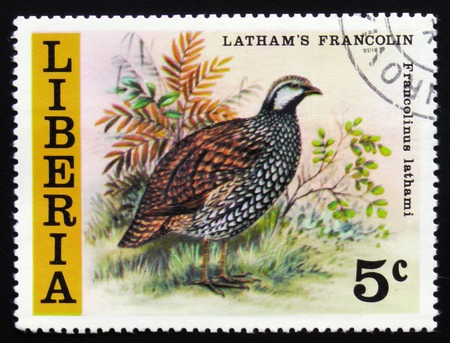 MOSCOW, RUSSIA - FEBRUARY 19, 2017: MOSCOW, RUSSIA - FEBRUARY 19, 2017: A stamp printed in Liberia shows Latham`s francolin (Francolinus lathami), circa 1977のeditorial素材