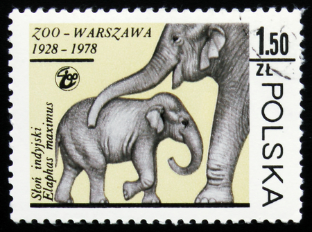 MOSCOW, RUSSIA - FEBRUARY 19, 2017: A stamp printed in Poland shows Elephant mother and baby...