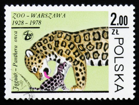 MOSCOW, RUSSIA - FEBRUARY 19, 2017: A stamp printed in Poland shows Jaguar (Panthera onca), circa 1978のeditorial素材