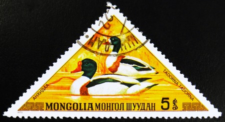 MOSCOW, RUSSIA - JULY 15, 2017: A stamp printed in Mongolia shows Shelduck, Tadorna tadorna, series, circa 1973のeditorial素材