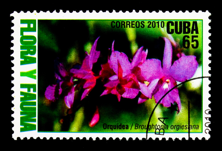 MOSCOW, RUSSIA - NOVEMBER 25, 2017: A stamp printed in Cuba shows Broughtonia ortgesiana flower, Flora & Fauna serie, circa 2010のeditorial素材
