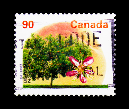 MOSCOW, RUSSIA - NOVEMBER 24, 2017: A stamp printed in Canada shows Elberta Peach, 
Definitives 1991-96: Fruit and Nut Trees serie, circa 1996のeditorial素材