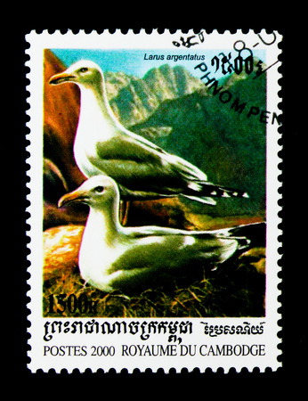 MOSCOW, RUSSIA - NOVEMBER 24, 2017: A stamp printed in Cambodia shows European Herring Gull (Larus argentatus), Seabirds serie, circa 2000のeditorial素材