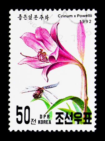 MOSCOW, RUSSIA - NOVEMBER 24, 2017: A stamp printed in Democratic People's republic of Korea shows Crinum x Powellii, International Stamp exhibition Geneva serie, circa 1992のeditorial素材