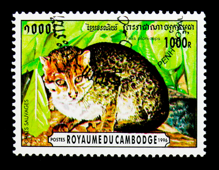 MOSCOW, RUSSIA - NOVEMBER 24, 2017: A stamp printed in Cambodia shows Flat-headed Cat (Prionailurus planiceps), Wild Cats serie, circa 1996のeditorial素材