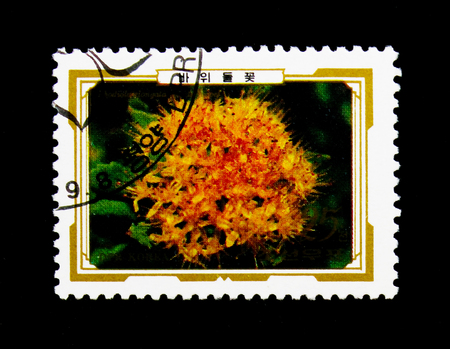 MOSCOW, RUSSIA - NOVEMBER 24, 2017: A stamp printed in Democratic People's republic of Korea shows Rhodiola elongata, Alpine Flowers serie, circa 1989のeditorial素材