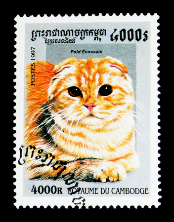 MOSCOW, RUSSIA - NOVEMBER 24, 2017: A stamp printed in Cambodia shows Scottish Fold (Felis silvestris catus), Domestic Cats serie, circa 1997のeditorial素材