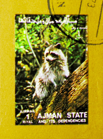 MOSCOW, RUSSIA - NOVEMBER 10, 2018: A stamp printed in Ajman shows Raccoon (Procyon lotor), Animals,...