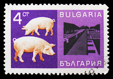 MOSCOW, RUSSIA - SEPTEMBER 15, 2018: A stamp printed in Bulgaria shows Domestic Pig (Sus scrofa domestica), Farm, Economic achievements serie, circa 1967のeditorial素材