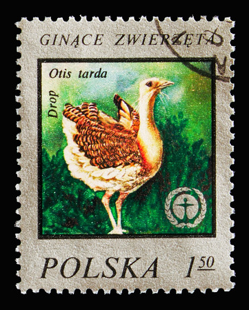 MOSCOW, RUSSIA - AUGUST 18, 2018: A stamp printed in Poland shows Great Bustard (Otis tarda), Wildlife protection serie, circa 1977のeditorial素材
