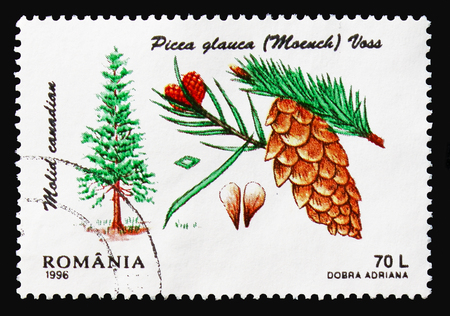 MOSCOW, RUSSIA - AUGUST 18, 2018: A stamp printed in Romania shows White spruce (Picea glauca), Conifers serie, circa 1996のeditorial素材
