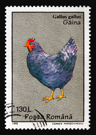 MOSCOW, RUSSIA - AUGUST 18, 2018: A stamp printed in Romania shows Red Junglefowl (Gallus gallus), Birds serie, circa 1995のeditorial素材