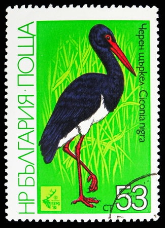 MOSCOW, RUSSIA - OCTOBER 21, 2018: A stamp printed in Bulgaria shows Black Stork (Ciconia nigra), International Hunting Exhibition EXPO '81, Plovdiv: Waders serie, circa 1981のeditorial素材