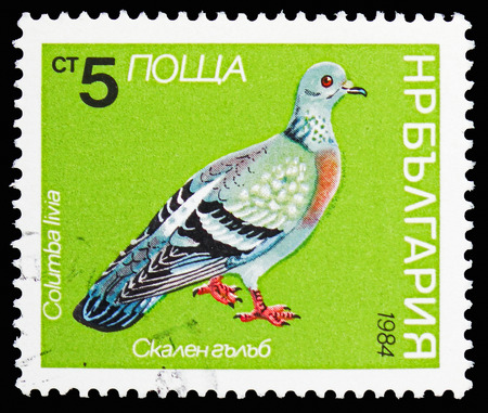 MOSCOW, RUSSIA - OCTOBER 21, 2018: A stamp printed in Bulgaria shows Rock Pigeon (Columba livia), Birds serie, circa 1984のeditorial素材