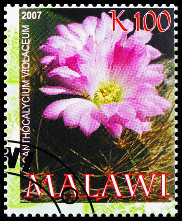 MOSCOW, RUSSIA - OCTOBER 21, 2018: A stamp printed in Malawi shows Icanthocalycium violaceum, Cactuses serie, circa 2007のeditorial素材
