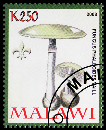 MOSCOW, RUSSIA - OCTOBER 21, 2018: A stamp printed in Malawi shows Fungus falloides vaill, Mushrooms serie, circa 2008のeditorial素材