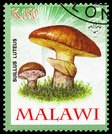 MOSCOW, RUSSIA - OCTOBER 21, 2018: A stamp printed in Malawi shows Suillus luteus, Mushrooms serie, circa 2008のeditorial素材