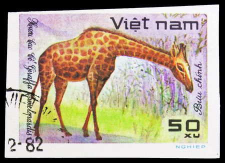 MOSCOW, RUSSIA - SEPTEMBER 26, 2018: A stamp printed in Vietnam shows Giraffe (Giraffa camelopardalis), World wild animals serie, circa 1981のeditorial素材