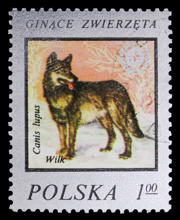 MOSCOW, RUSSIA - SEPTEMBER 15, 2018: A stamp printed in Poland shows Wolf (Canis lupus), Wildlife...
