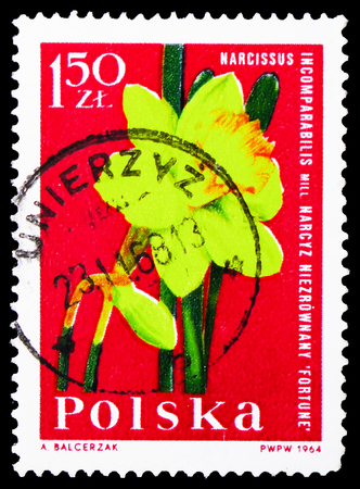 MOSCOW, RUSSIA - JANUARY 4, 2019: A stamp printed in Poland shows Narcissus, Garden flowers serie, circa 1964のeditorial素材