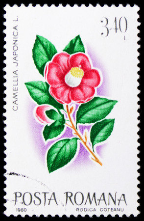 MOSCOW, RUSSIA - JANUARY 4, 2019: A stamp printed in Romania shows Camellia (Camellia japonica), Flowers serie, circa 1980のeditorial素材