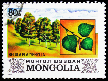 MOSCOW, RUSSIA - JANUARY 4, 2019: A stamp printed in Mongolia shows Betula platyphylla, Flora serie, circa 1982のeditorial素材