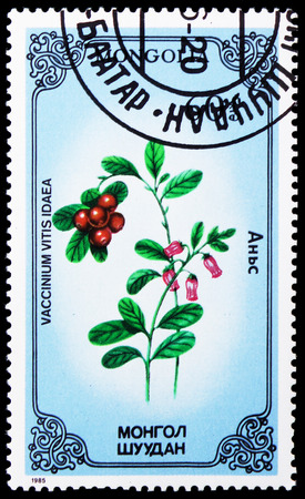 MOSCOW, RUSSIA - JANUARY 4, 2019: A stamp printed in Mongolia shows Vaccinium vitisidaea, Medicinal Plants serie, circa 1985のeditorial素材