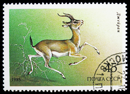 MOSCOW, RUSSIA - NOVEMBER 10, 2018: A stamp printed in USSR (Russia) shows Goitered Gazelle (Gazella subgutturosa), Protected Animals serie, circa 1985のeditorial素材