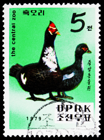 MOSCOW, RUSSIA - FEBRUARY 21, 2019: A stamp printed in Korea shows Muscovy Duck (Cairina moschata), Central Zoo, Pyongyang serie, circa 1979のeditorial素材