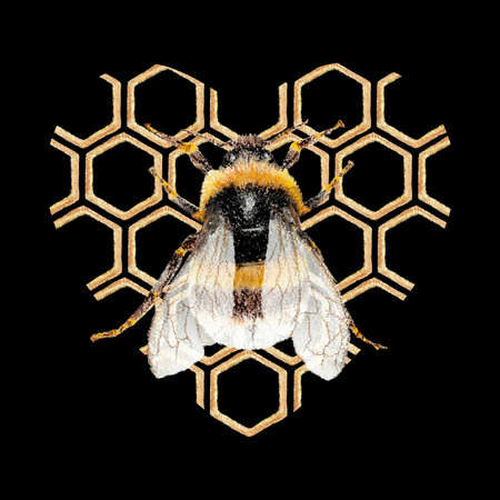 Honey bee on the heart of the honeycomb illustration of a bee on a black layerの写真素材