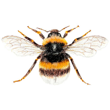 Isolated illustration of a beeの写真素材