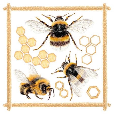 Set of honeycomb frame signs with bee , and beehive honeycomb isolated on white background illustration.の写真素材