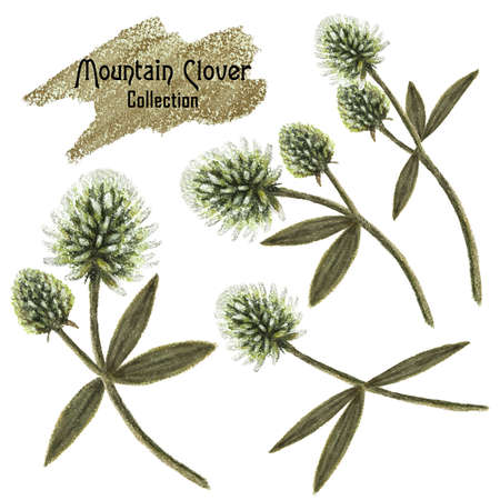 Set Mountain clover, pastel drawing isolated on white background illustration for images and textの写真素材