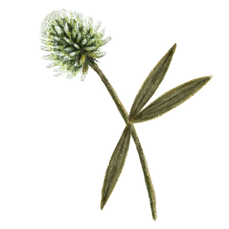 clipart clover, pastel drawing isolated on white background illustration for imagesの写真素材