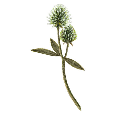 clipart clover, pastel drawing isolated on white background illustration for imagesの写真素材