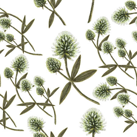 Mountain clover on a white background, pastel drawing, seamless pattern for clothing design, textiles.の写真素材