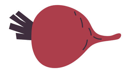 Ripe red beet. Fresh healthy root plantのイラスト素材