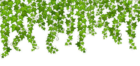 Green ivy grow. Vine wall, isolated climbing plants with leaves. Hanging branches, growing foliage creeper. Nature and botanical exact vector bannerのイラスト素材