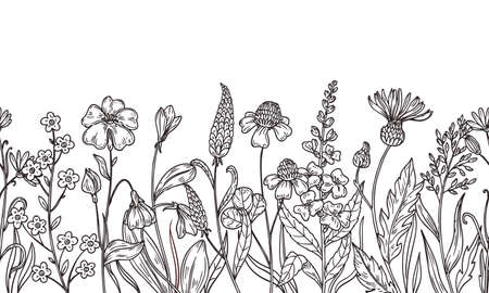 Sketch wild flowers pattern. Field plants, flower hand drawn. Bunch or bouquet, summer daisy. Spring botanical outline meadow greens, neoteric vector seamless bannerのイラスト素材