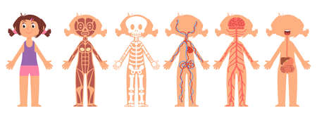 Cartoon girl anatomy. Kid heart, digestive and nervous system. Skeleton on rentgen, medical poster for children. Little baby biology decent vector sceneのイラスト素材