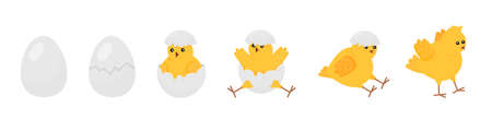 Chick born. Easter newborn chicks hatching from egg. Yellow cute cartoon chicken, farm baby bird. Little domestic animal, funny decent vector bannerのイラスト素材