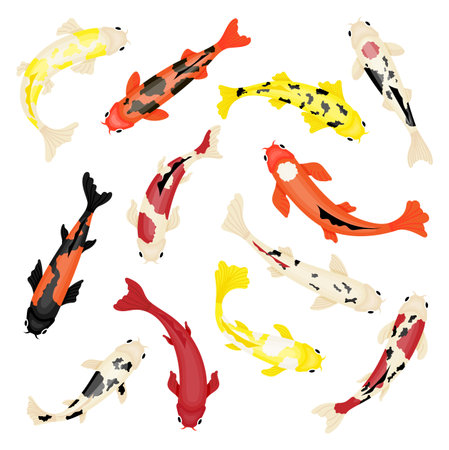 Koi carps swimming. Colorful japanese fish top viewのイラスト素材