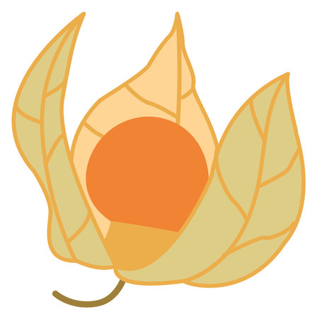 Physalis berry icon. Sweet cape gooseberry doodleのイラスト素材